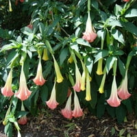 Ангели труба во живо тропско растение големи миризливи розови цвеќиња за стартување
